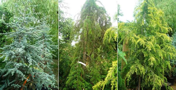 Cedar Tree varieties - to buy London nursery