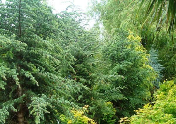 Cedar Lebanon tree - to buy from London garden centre