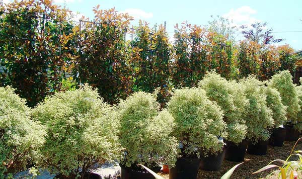 Photinia trees and Pittosporum Silver Queen - evergreen shrubs for sale London