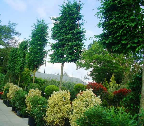 Pleached Hornbeam Trees for Sale - London nursery