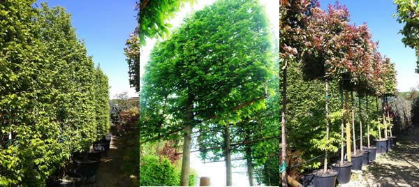 Pleached Tree Specialist Nursery - Paramount Plants