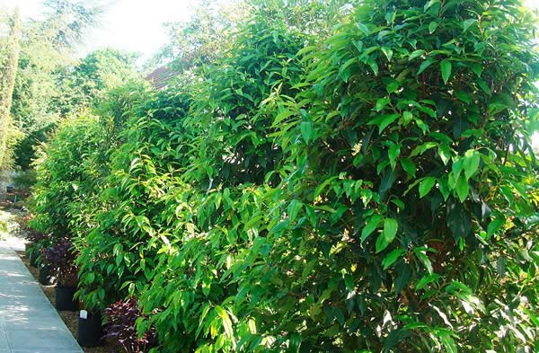 Prunus Lusitanica - or Portuguese laurel trees to buy in London garden centre