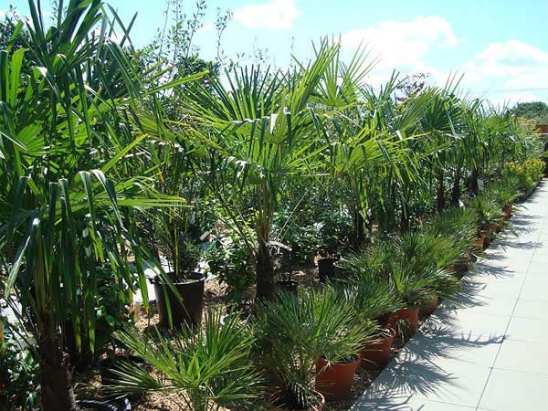 Hardy Palm specialist garden centre, North London