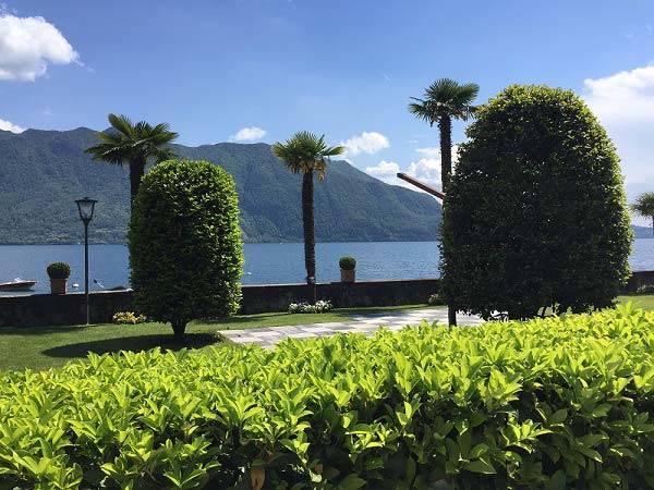 Topiary Bay Trees add a contrast to the tall slim exotic palms