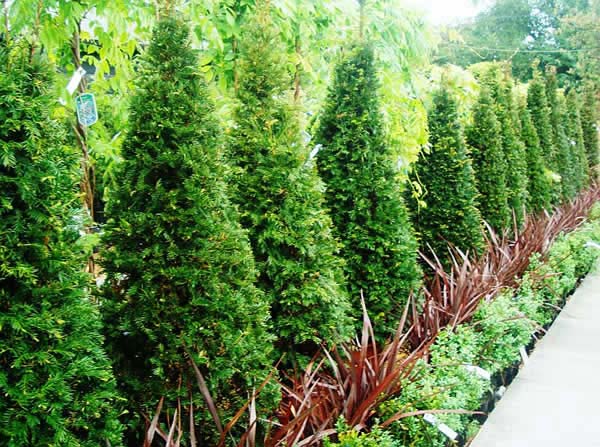 Taxus Topiary - Yew cone shaped topiary for sale