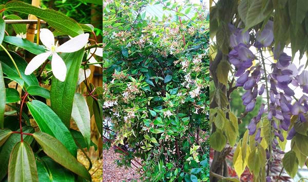 climbing-plants Clematis Armandii, Abelia Grandiflora and Wisteria Sinensis climbing plants for sale