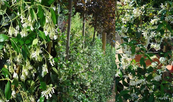Trachelospermum Jasminoides plants for sale - London garden centre