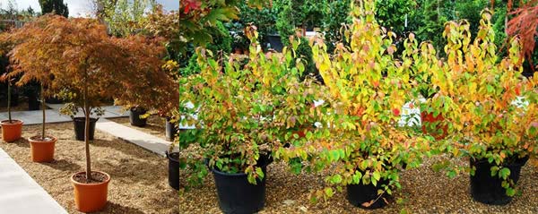 Japanese Maples and Dogwood Trees for Winter colour in the garden