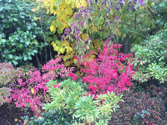 Medley of Vibrant Autumn Colour