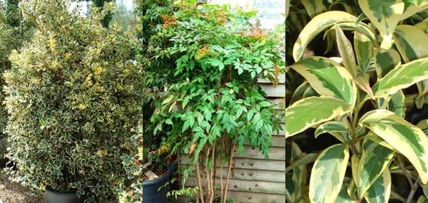 10 Best Shrubs and Trees Selection for Autumn and Winter Planting in UK gardens