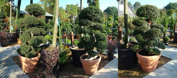 Japanese topiary - cloud trees for sale - London UK