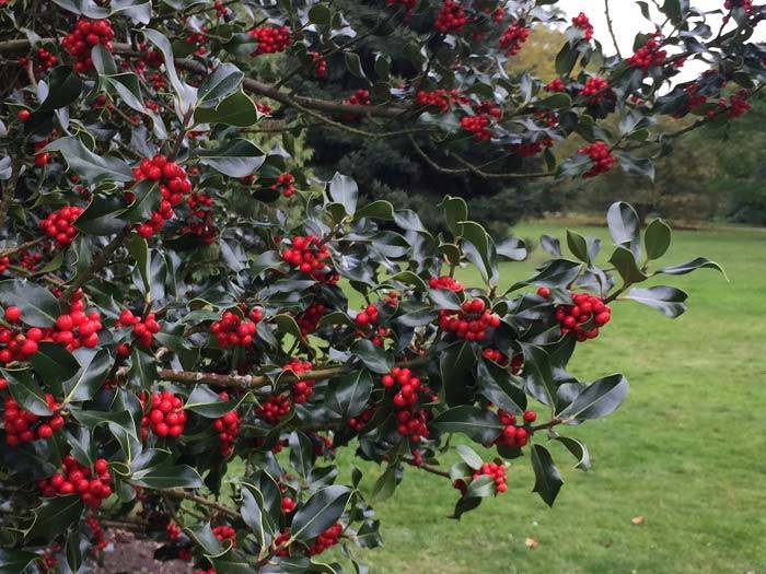 English Holly in Autumn