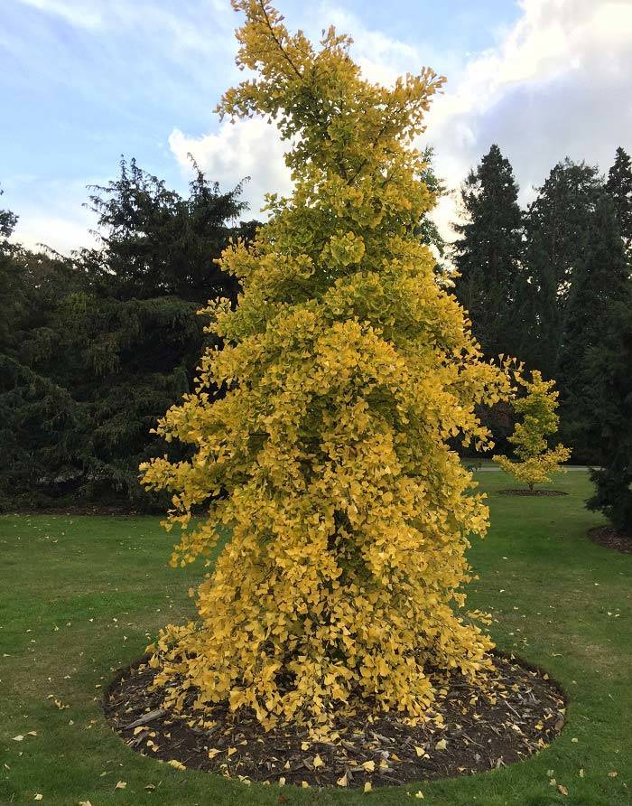 Ginkgo Biloba