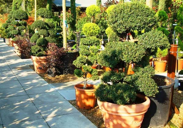 japanese cloud trees - ilex crenata