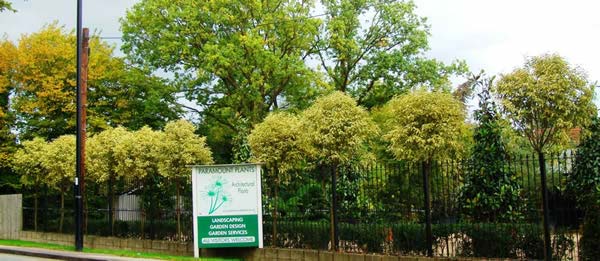 Evergreen Ligustrum Japonica Variegated as grown at Paramount Plants in London