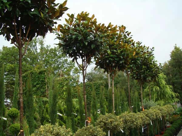 Magnolia Full Standard Topiary underplanted with holly at Paramount Plants, London