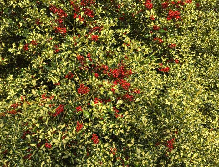 Stunning variegated holly bush comes alive in autumn