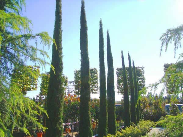 Tuscan Cypress or Cupressus Sempervirens - extensive selection from London garden centre