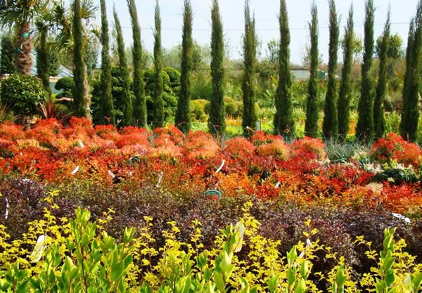 Cupressus Sempervirens trees for sale UK