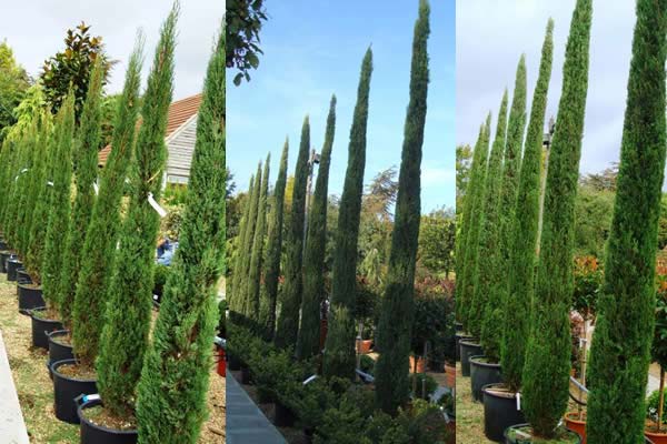 Italian Cypress Trees or Cupressus Sempervirens