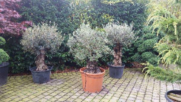 20 year old Bonsai-style Olive Trees 