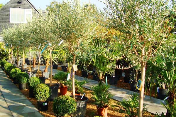 Olive trees - grow well on balconies, patios and roof terraces