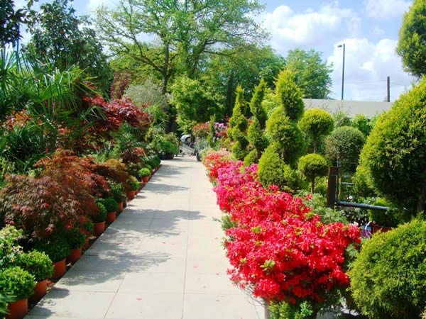 Azaleas in full bloom at our nursery in London