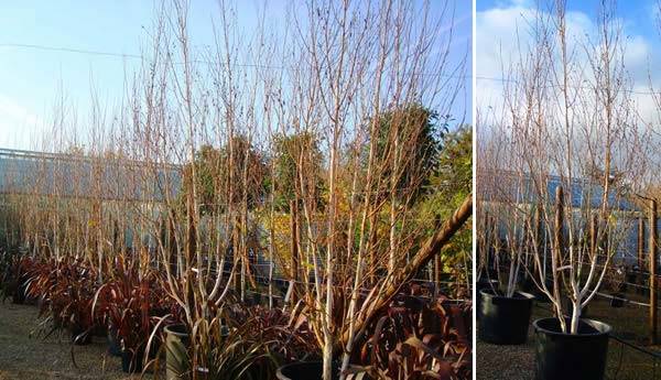 Betula Jacquemontii MultiStemmed planted with Phormiums