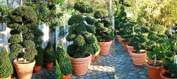 Cloud Trees for sale - London garden centre