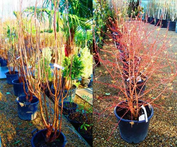 Cornus Winter Beauty and Prunus Serrulata for sale London garden centre