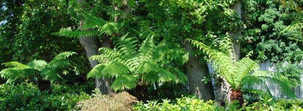 Dicksonia Antarctica Tree Ferns for sale London nursery