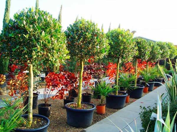 Topiary Holly Trees with Berries for sale Crews Hill garden centre