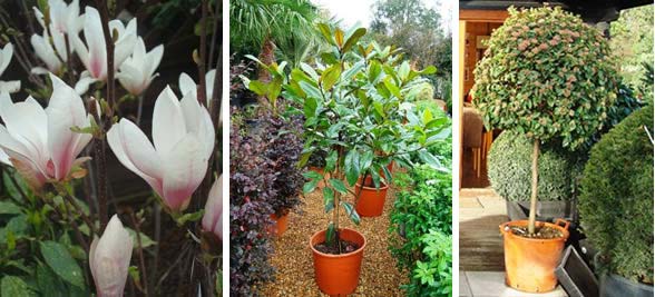 Magnolia Flowering, Grandiflora and Viburnum for sale London garden centre