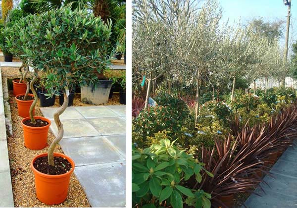 Olive Trees as gifts - to buy at Paramount Plants Online