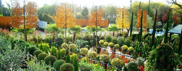 Pleached Hornbeam Trees - for sale at Paramount Plants in Crews Hill