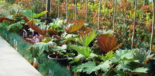 Rheum Palmatum Bog Plants for sale in London