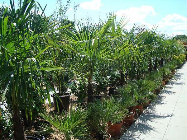 Trachycarpus Fortunei - Chusan Palm for sale London nursery & online