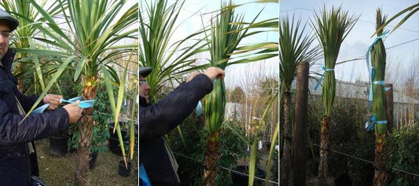 How To Protect Cordylines From Winter Frost