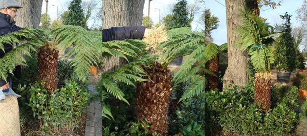 Protecting Tree Ferns From Winter Frost