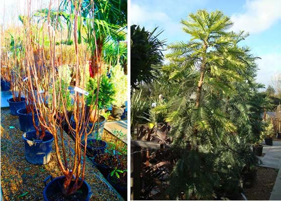 Prunus Serrulata Multi-stem and Wollemi Pine Tree for sale London