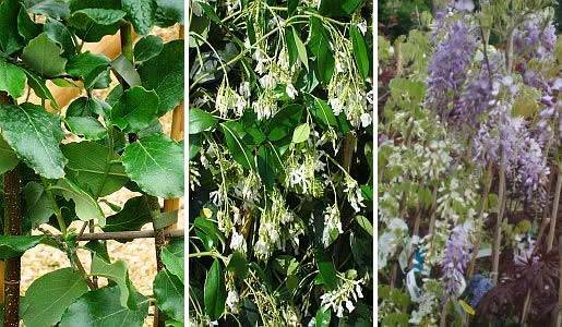 Climbing plants that grow in the shade