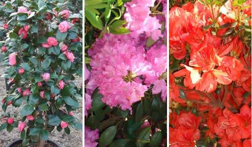 Evergreen Flowering Shrubs that grow in the shade