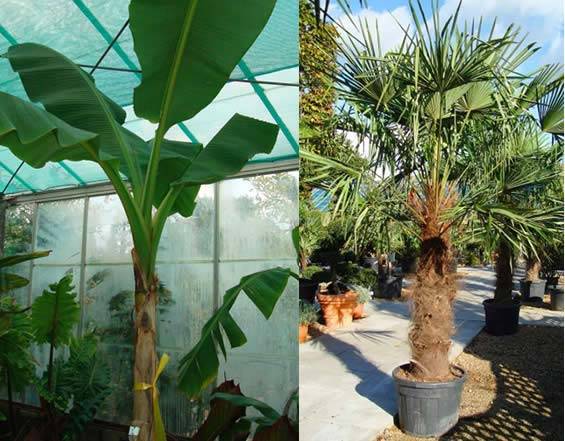 Banana Plants and Hardy Palm to buy at Paramount Plants, London Garden Centre