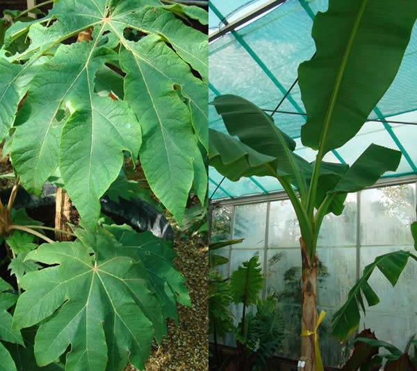 Tetrapanax Banana