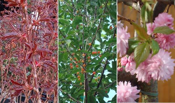 Flowering Cherry Trees