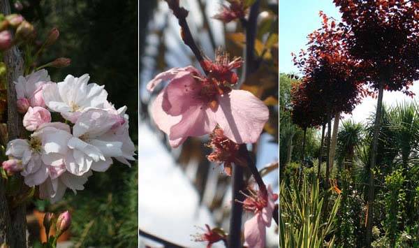 Ornamental Cherry Trees