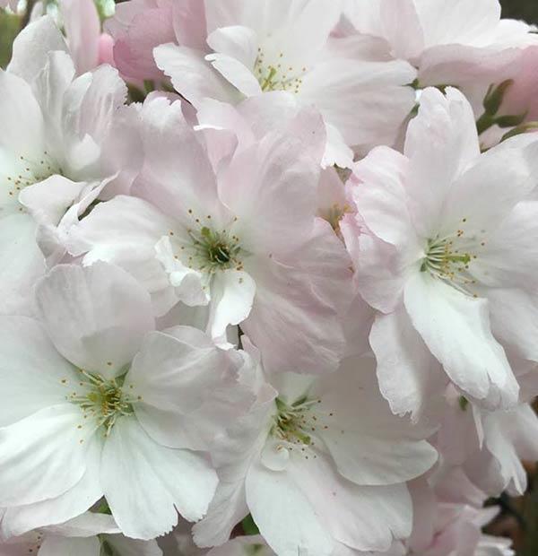 Prunus Amanogawa - Japanese Cherry Tree for sale UK