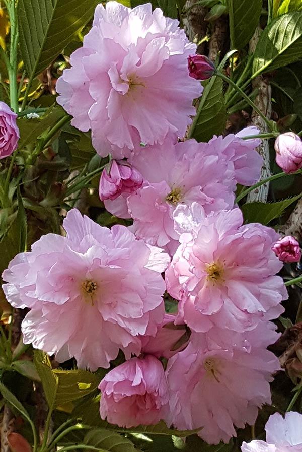 Prunus Kanzan Cherry tree flowering in Springtime, buy online with UK delivery.