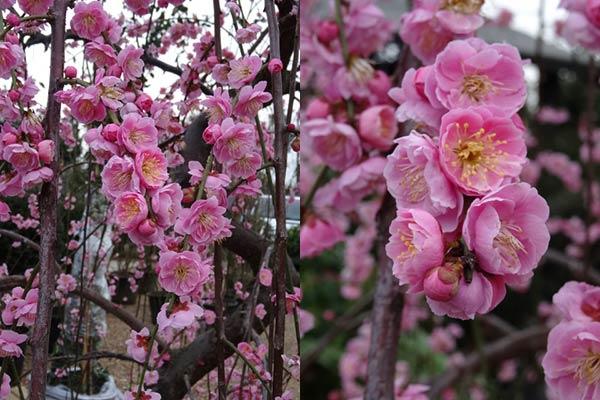 Prunus Mume tree flowering in Springtime - a rare and unusual tree in the UK Buy online.