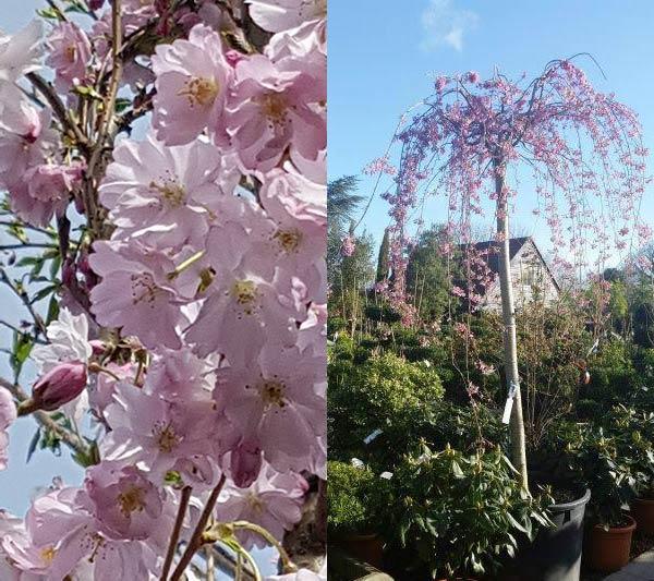 Prunus Subhirtella Pendula or Weeping Pink Cherry Tree to buy online with UK delivery.